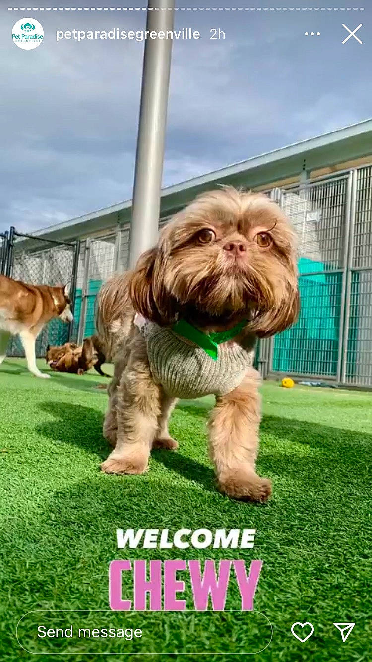 Chewy is registered to the contest to win money with this photo: canidae, carnivore, cloud, companion_dog, dog, dog_breed, dog_supply, grass, liver, mammal, plant, shih_tzu, sky, small_terrier, sporting_group, tail, terrier, toy_dog, vertebrate, water_dog
