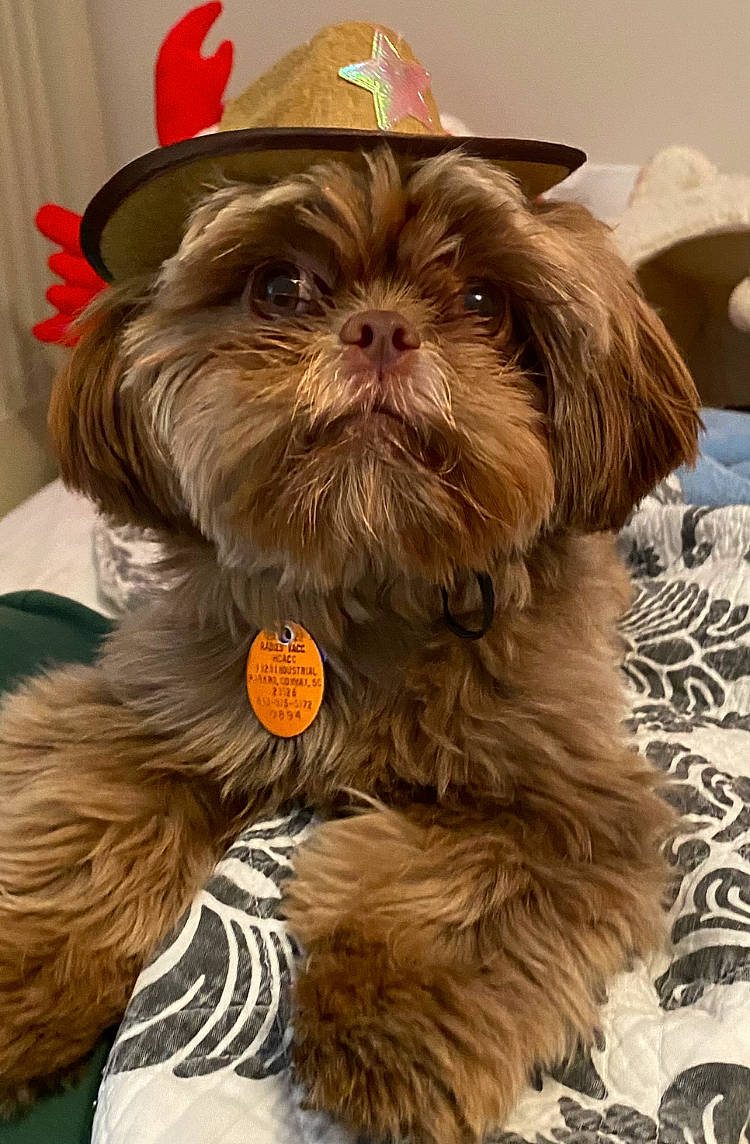 Chewy joined the competition — help win amazing prizes! canidae, carnivore, companion_dog, curtain, dog, dog_breed, dog_supply, ear, fashion_accessory, fawn, fur, liver, pet_supply, shih_tzu, snout, sporting_group, terrestrial_animal, toy_dog, whiskers, working_animal