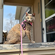 Ophelia is registered to the contest to win money with this photo: alert, animal, cat, closeup, curious, daylight, domestic_animal, feline, green_eyes, harness, house, leash, outdoor, pet, porch, side_view, sitting, wall, window, wood