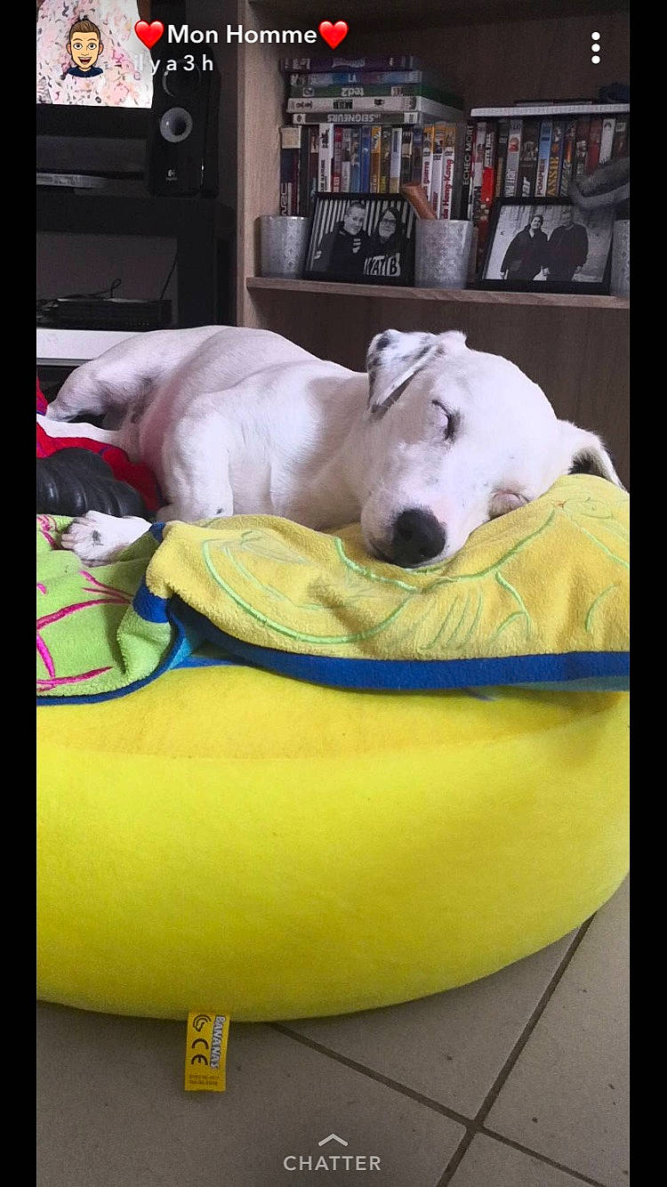 Gaho a rejoint le concours — aidez-le/la à gagner de superbes lots ! advertising, carnivoran, dog, dog_breed, dog_breed_group, dog_like_mammal, furniture, headwear, joy, non_sporting_group, person, photo_caption, product, snout, sporting_group