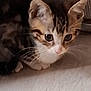 alert, animal, cat, closeup, curious, cute, domestic, ears, face, feline, fur, indoor, kitten, mammal, paws, pet, small, tabby, whiskers, young