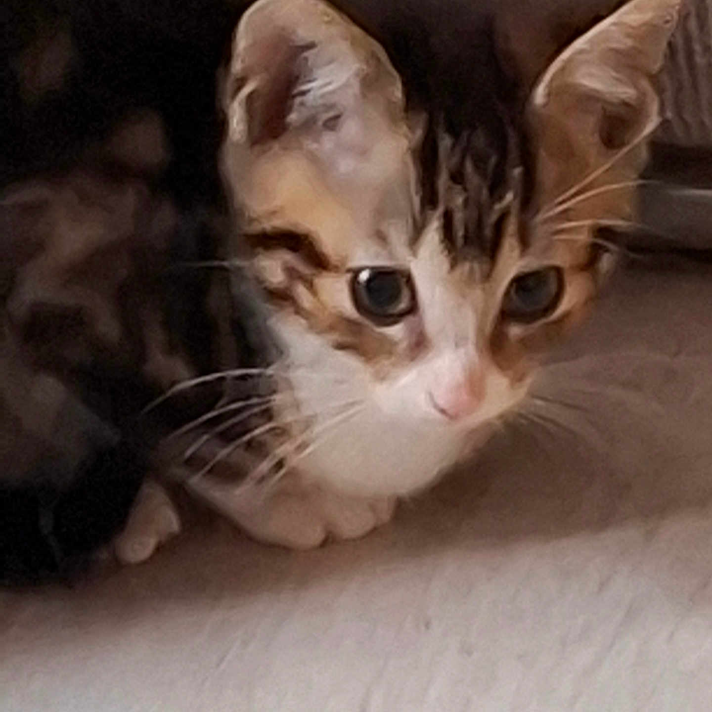 Timo participe au concours pour gagner de l'argent avec cette photo : alert, animal, cat, closeup, curious, cute, domestic, ears, face, feline, fur, indoor, kitten, mammal, paws, pet, small, tabby, whiskers, young