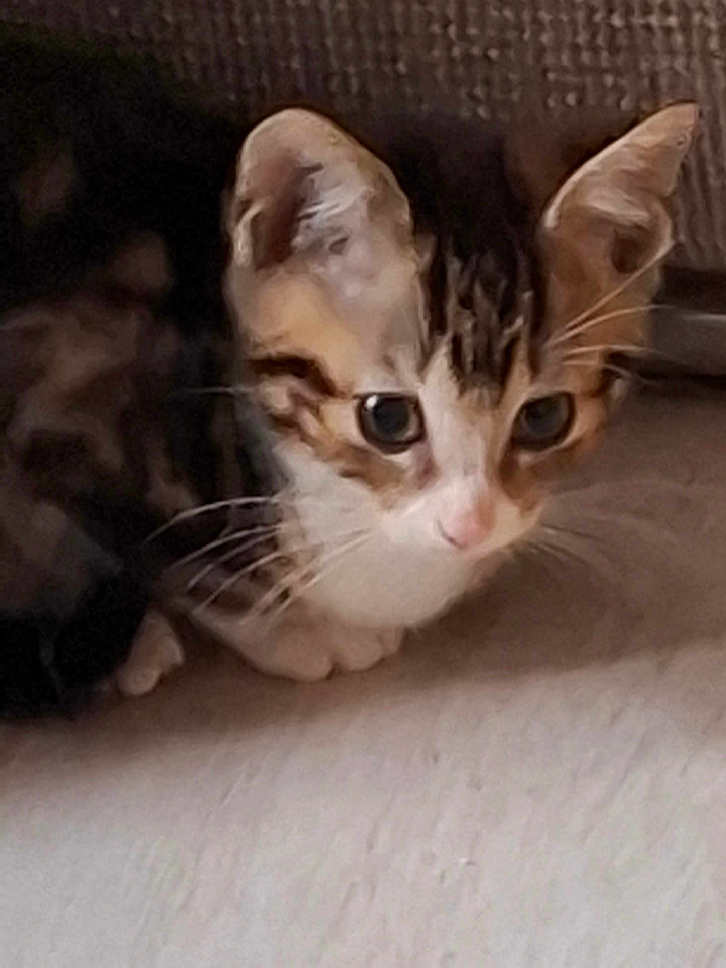Timo participe au concours pour gagner de l'argent avec cette photo : alert, animal, cat, closeup, curious, cute, domestic, ears, face, feline, fur, indoor, kitten, mammal, paws, pet, small, tabby, whiskers, young