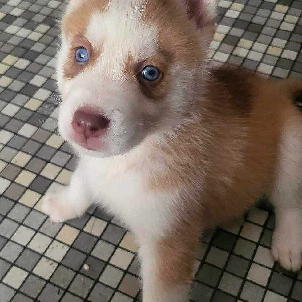 Vadim a rejoint le concours — aidez-le/la à gagner de superbes lots ! animal, canine, chihuahua, dog, eskimodog, husky, pet, puppy, slate, snout, tile, whitedog