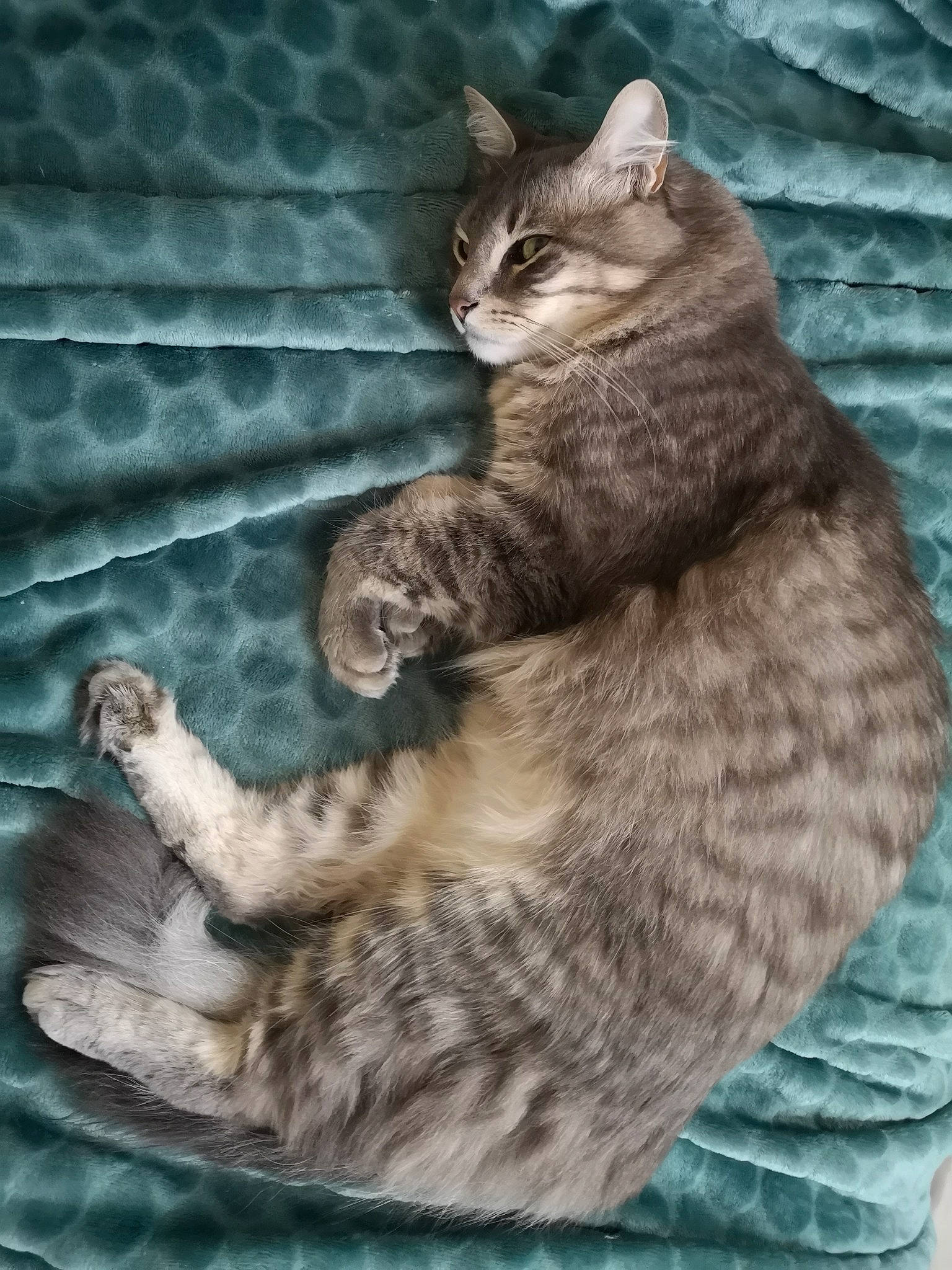 Clyde participe au concours pour gagner de l'argent avec cette photo : carnivore, cat, claw, comfort, domestic_short_haired_cat, fawn, felidae, fur, organism, paw, sitting, small_to_medium_sized_cats, snout, tail, terrestrial_animal, whiskers, wildlife