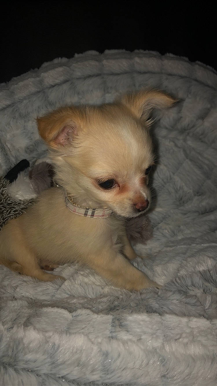 Lyla participe au concours pour gagner de l'argent avec cette photo : canidae, carnivore, chihuahua, companion_dog, dog, dog_breed, eye, fawn, mammal, puppy, skin, snout, sporting_group, toy_dog, vertebrate