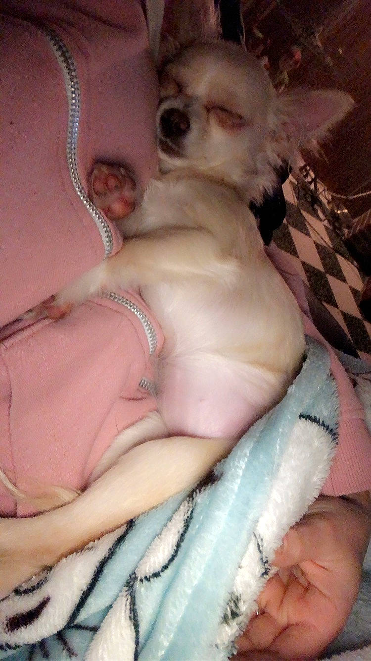 Lyla a rejoint le concours — aidez-le/la à gagner de superbes lots ! child, fawn