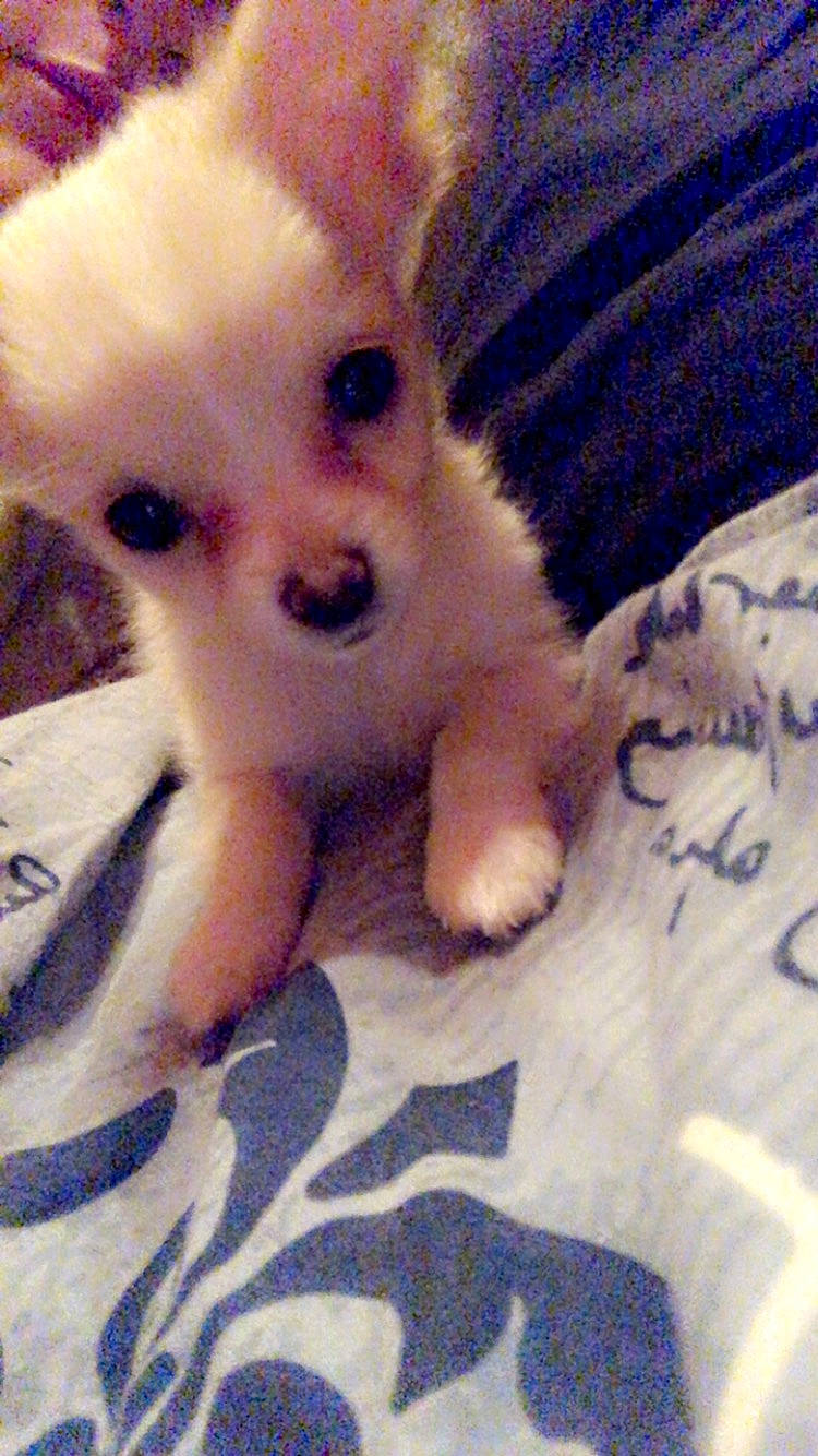 Lyla a rejoint le concours — aidez-le/la à gagner de superbes lots ! american_eskimo_dog, canidae, carnivore, companion_dog, dog, dog_breed, german_spitz, german_spitz_klein, german_spitz_mittel, japanese_spitz, mammal, non_sporting_group, pomeranian, puppy, skin, snout, spitz, toy_dog, vertebrate, volpino_italiano