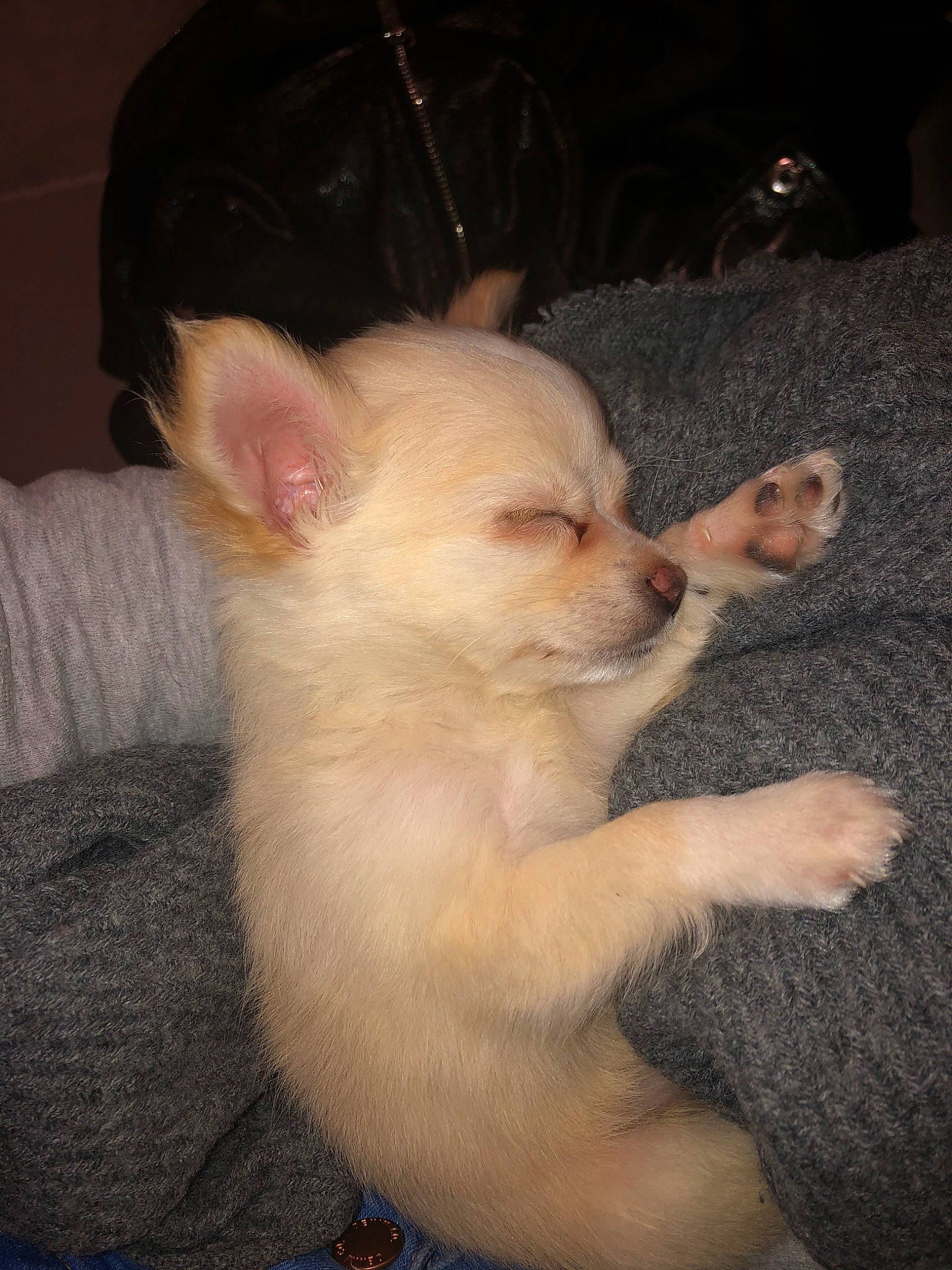 Lyla a rejoint le concours — aidez-le/la à gagner de superbes lots ! canidae, carnivore, chihuahua, companion_dog, dog, dog_breed, ear, fawn, indian_spitz, mammal, non_sporting_group, pomeranian, puppy, rare_breed_dog, skin, toy_dog, vertebrate