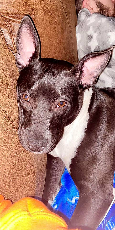 Jolene joined the competition — help win amazing prizes! bull_and_terrier, canidae, carnivore, dog, dog_breed, ear, fawn, mammal, non_sporting_group, rare_breed_dog, snout, vertebrate, whiskers