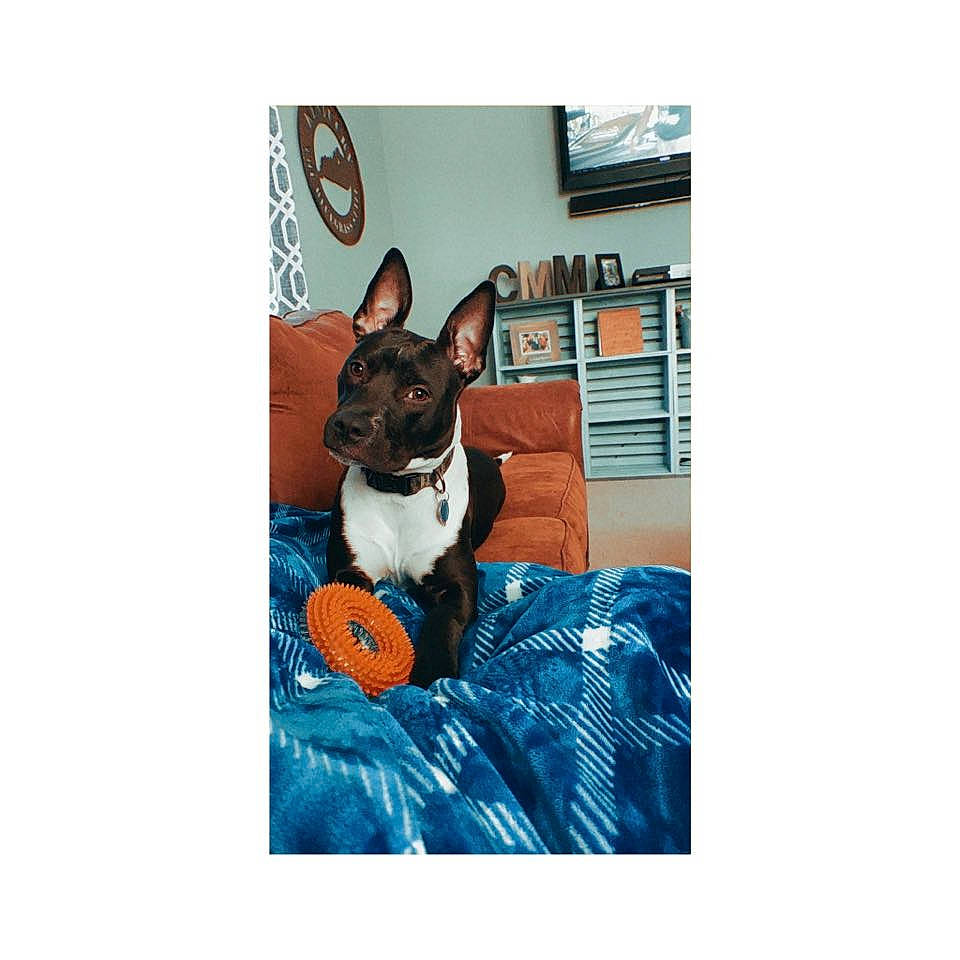 Jolene is registered to the contest to win money with this photo: basenji, boston_terrier, canidae, carnivore, chihuahua, companion_dog, dog, dog_breed, french_bulldog, mammal, non_sporting_group, puppy, rat_terrier