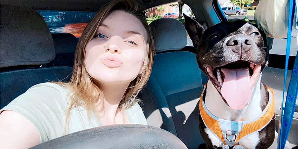 Jolene is registered to the contest to win money with this photo: auto_part, boston_terrier, canidae, car_seat, carnivore, companion_dog, dog, dog_breed, fawn, fun, non_sporting_group, photography, pit_bull, seat_belt, selfie, smile, snout