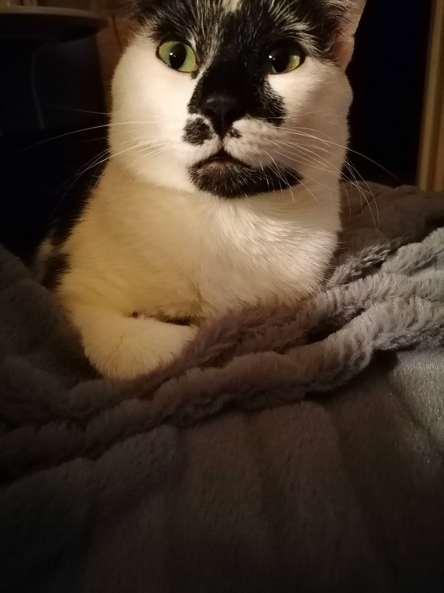 Apollon participe au concours pour gagner de l'argent avec cette photo : aegean_cat, asian, black_and_white, carnivore, cat, domestic_short_haired_cat, eye, felidae, fur, mammal, nose, small_to_medium_sized_cats, snout, turkish_van, whiskers