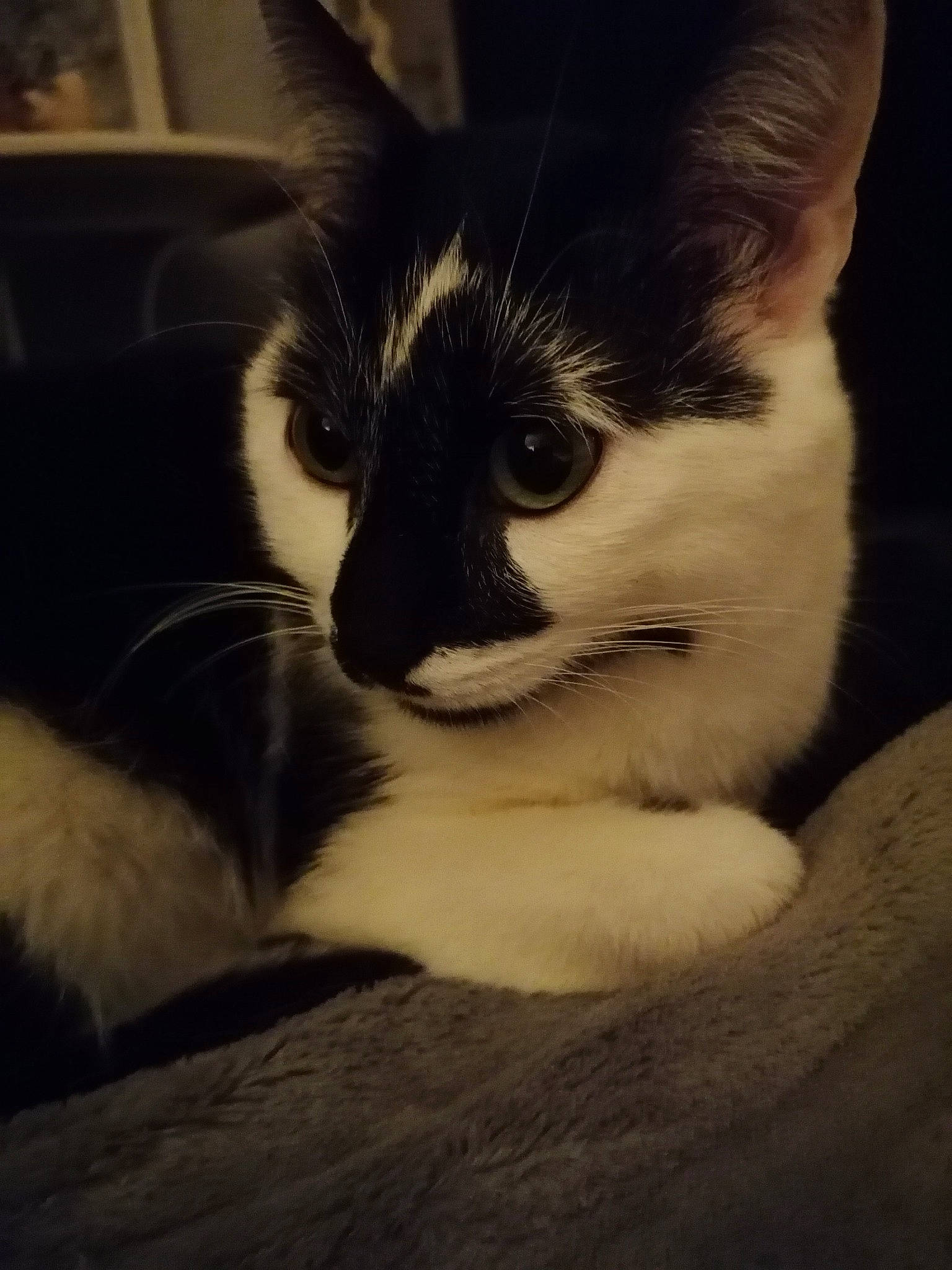 Apollon a rejoint le concours — aidez-le/la à gagner de superbes lots ! black_and_white, carnivore, cat, ear, eye, felidae, fur, head, kitten, night, nose, photography, sky, small_to_medium_sized_cats, snout, tail, whiskers