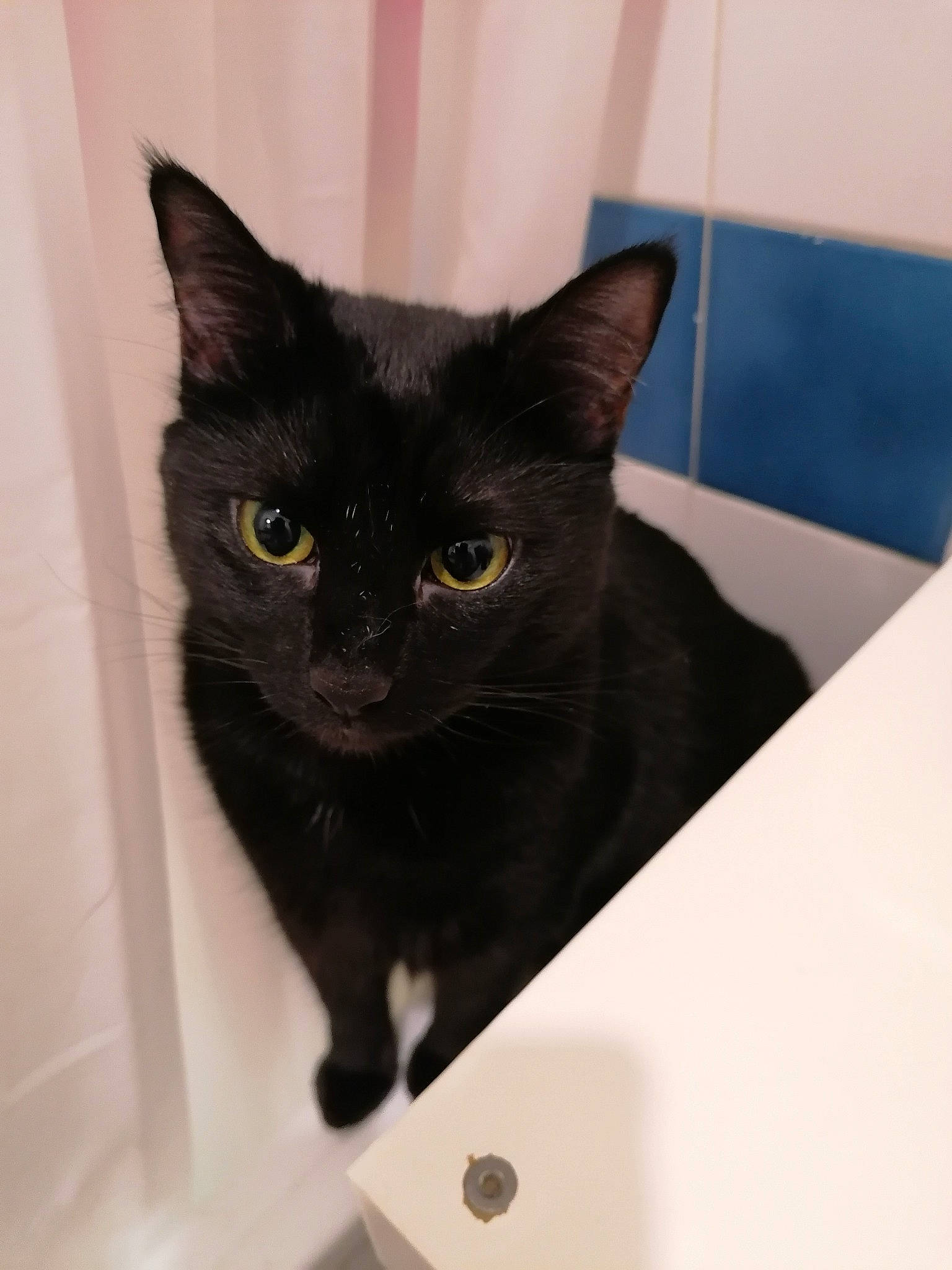 Maya a rejoint le concours — aidez-le/la à gagner de superbes lots ! asian, black, black_cat, bombay, burmese, carnivore, cat, domestic_short_haired_cat, european_shorthair, eye, felidae, fur, kitten, korat, mammal, small_to_medium_sized_cats, whiskers