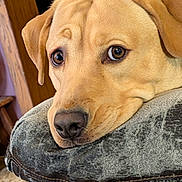 Nova is registered to the contest to win money with this photo: dog, labrador, close_up, resting, indoor, furniture, armrest, yellow, pet, canine, fur, nose, ears, eyes, expression, cozy, home, relaxed, animal, portrait