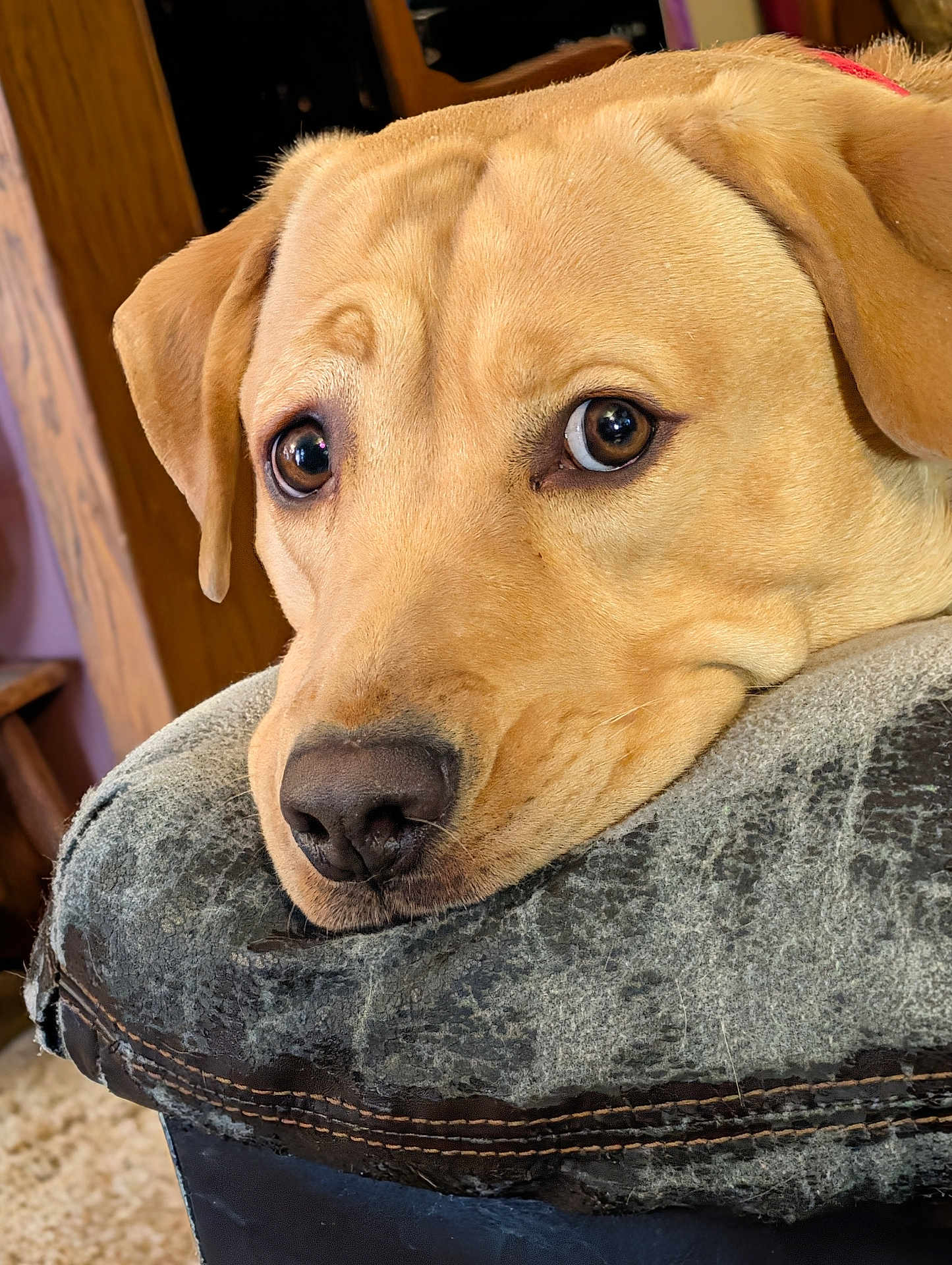 Nova is registered to the contest to win money with this photo: dog, labrador, close_up, resting, indoor, furniture, armrest, yellow, pet, canine, fur, nose, ears, eyes, expression, cozy, home, relaxed, animal, portrait