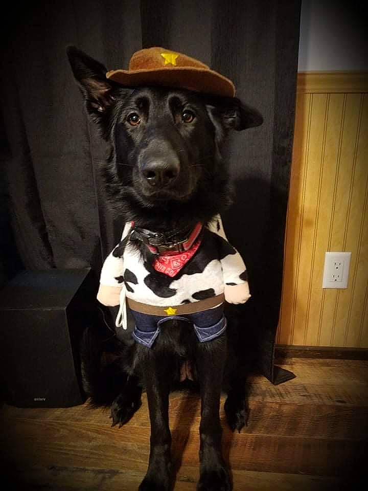 Sheera joined the competition — help win amazing prizes! canidae, carnivore, collar, companion_dog, dog, dog_breed, dog_clothes, dog_collar, dog_supply, fashion_accessory, fur, hat, leash, outerwear, personal_protective_equipment, pet_supply, snout, sporting_group, whiskers, working_animal