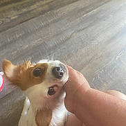 Maddie joined the competition — help win amazing prizes! dog, small_dog, pet, brown_and_white, looking_up, hand, human_hand, floor, wooden_floor, indoor, cute, animal, ears, fur, canine, companion, affection, close_up, domestic_animal, friendly