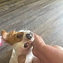dog, small_dog, pet, brown_and_white, looking_up, hand, human_hand, floor, wooden_floor, indoor, cute, animal, ears, fur, canine, companion, affection, close_up, domestic_animal, friendly