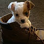 Maddie is registered to the contest to win money with this photo: puppy, dog, boot, brown_boot, carpet, indoor, small_dog, cute, pet, fur, white_fur, brown_patch, animal, paw, leather_boot, shoe_laces, close_up, young_dog, adorable, curious