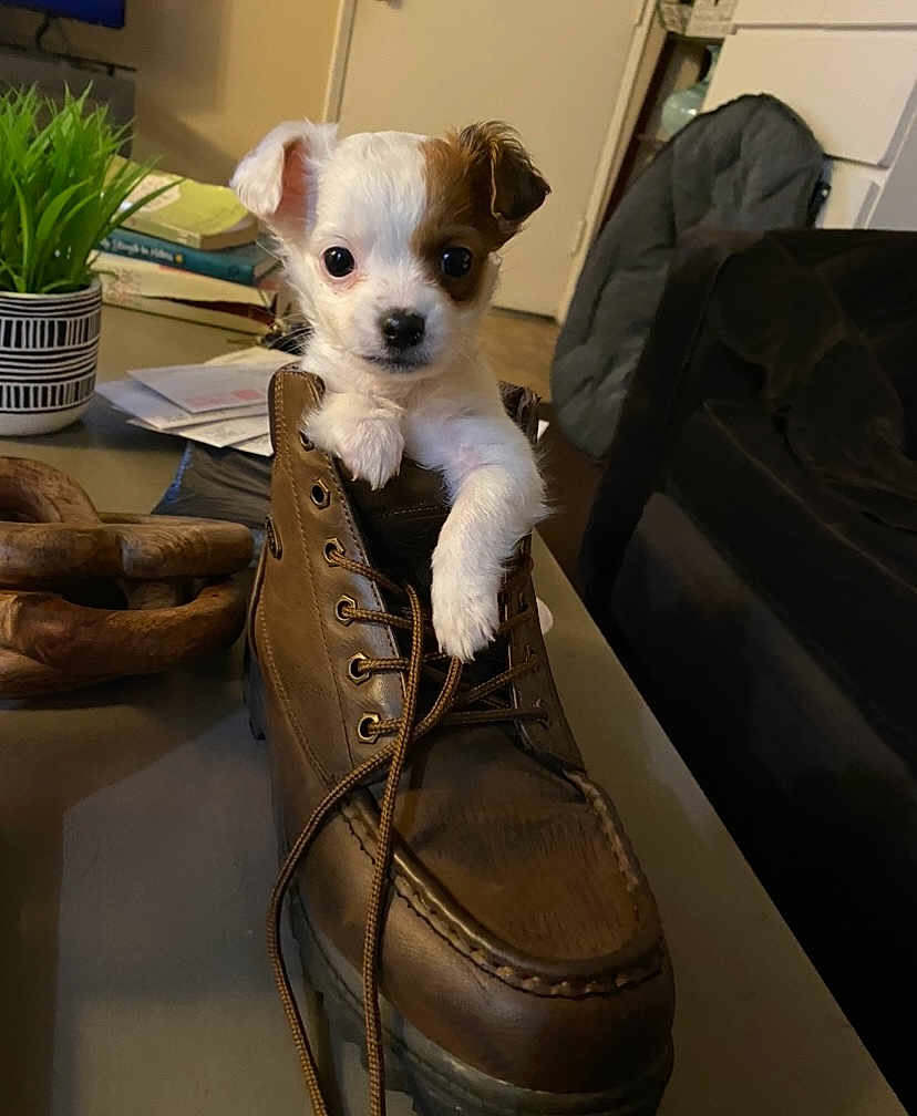 Maddie joined the competition — help win amazing prizes! puppy, dog, boot, indoor, table, plant, furniture, paper, leather, brown, small, pet, cute, animal, cozy, living_room, curious, sitting, closeup, domestic