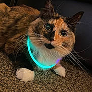 Callie joined the competition — help win amazing prizes! abyssinian, accessories, animal, cat, chair, collar, couch, formalwear, furniture, hardwood, indoors, kitten, leash, light, manx, pet, siamese, strap, tie, wood