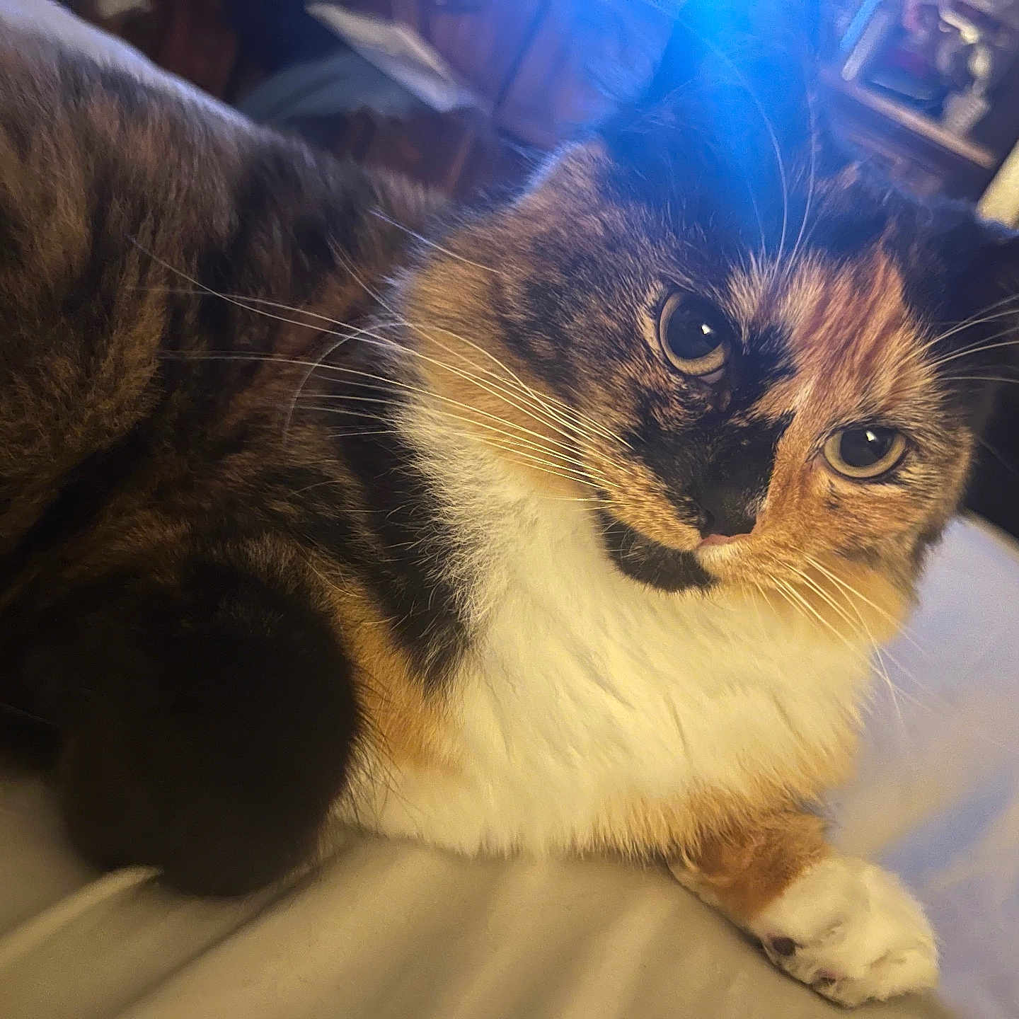 Callie is registered to the contest to win money with this photo: abyssinian, animal, architecture, brasssection, building, cat, couch, furniture, hardwood, horn, indoors, kitten, light, livingroom, manx, pet, plywood, room, siamese, wood