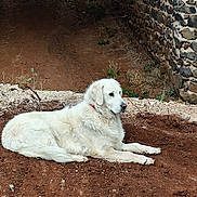 Prince a rejoint le concours — aidez-le/la à gagner de superbes lots ! dog, white_dog, fluffy, lying_down, outdoor, yard, dirt, soil, stone_wall, rustic, garden, red_collar, pet, animal, canine, long_fur, relaxed, watching, daylight, portrait