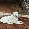 dog, white_dog, fluffy, lying_down, outdoor, yard, dirt, soil, stone_wall, rustic, garden, red_collar, pet, animal, canine, long_fur, relaxed, watching, daylight, portrait
