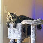 Dennis joined the competition — help win amazing prizes! cat, long_hair, tabby, green_eyes, fluffy, feline, pet, animal, sitting, lounging, cat_tree, scratching_post, indoors, home, window, natural_light, purple_lighting, portrait, whiskers, relaxed