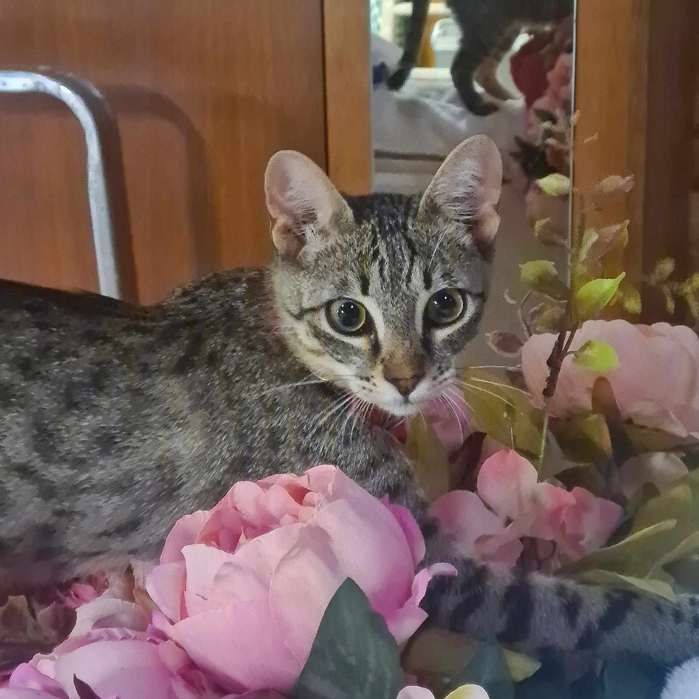 Nina a rejoint le concours — aidez-le/la à gagner de superbes lots ! cat, tabby, flowers, pink_flowers, mirror, reflection, indoor, curious, pet, feline, plant, leaf, wooden_furniture, closeup, animal, domestic_animal, greenery, nature, houseplant, decor