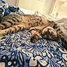 cat, tabby, sleeping, bed, bedding, pattern, blue, white, paw, stretched_out, indoor, cozy, relaxed, fur, striped, pet, animal, resting, cute, comfortable