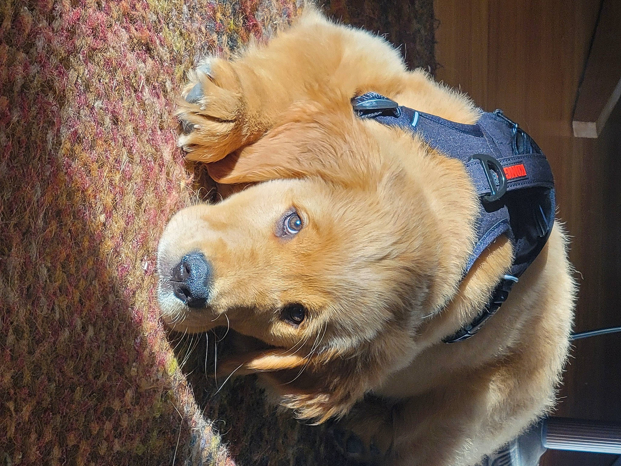 Finley joined the competition — help win amazing prizes! canidae, carnivore, collar, companion_dog, dog, dog_breed, dog_collar, dog_supply, fawn, fur, leash, liver, paw, pet_supply, retriever, sporting_group, terrestrial_animal, whiskers, working_animal, wrinkle