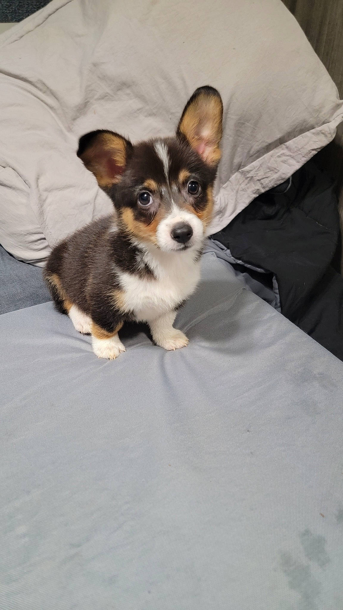 Rowdy joined the competition — help win amazing prizes! canidae, carnivore, comfort, companion_dog, dog, dog_breed, fawn, fur, paw, snout, terrestrial_animal, toy_dog, whiskers, working_animal