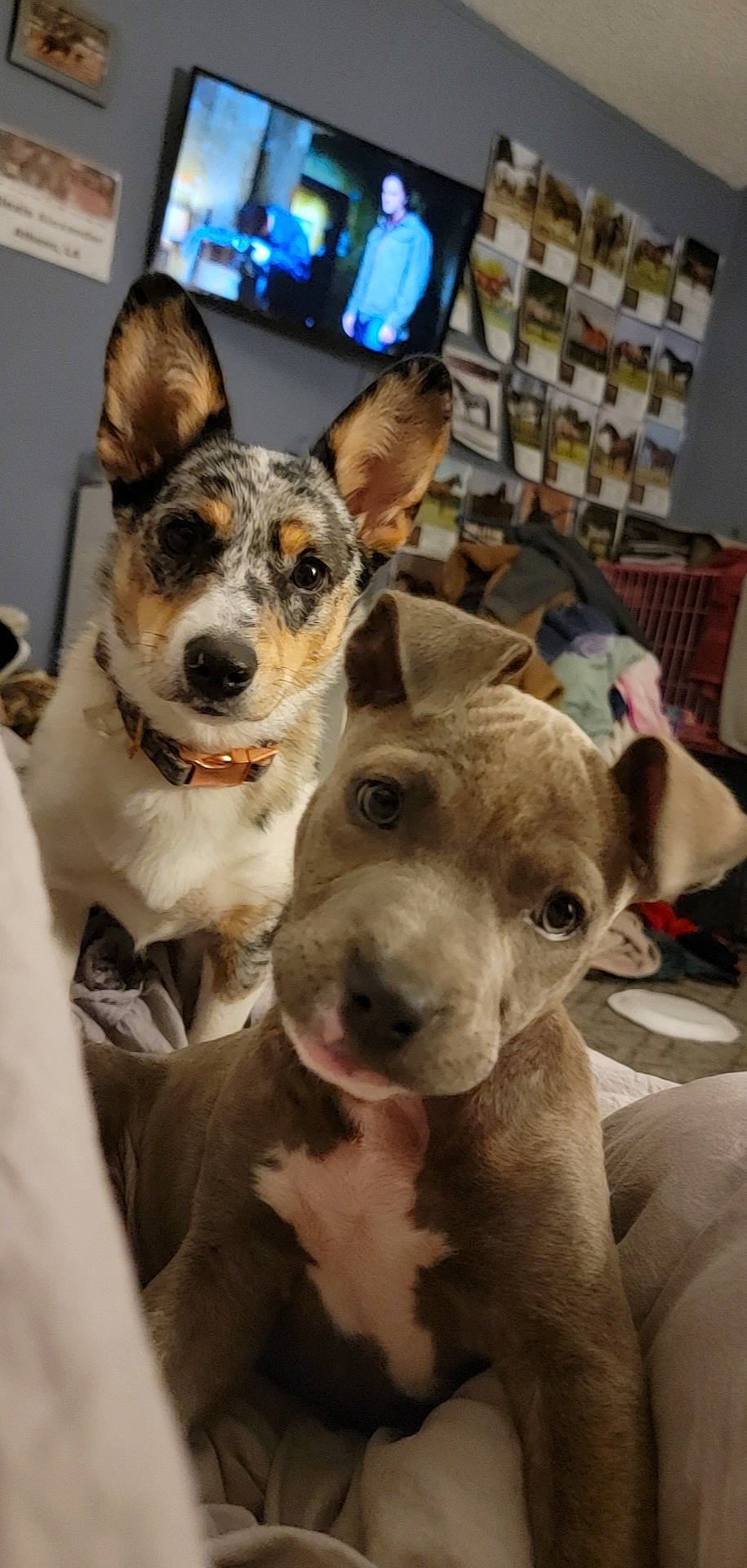 Harley is registered to the contest to win money with this photo: ancient_dog_breeds, canidae, carnivore, collar, companion_dog, dog, dog_breed, dog_collar, dog_supply, fawn, fur, guard_dog, non_sporting_group, shelf, snout, sporting_group, tableware, whiskers, working_animal, working_dog