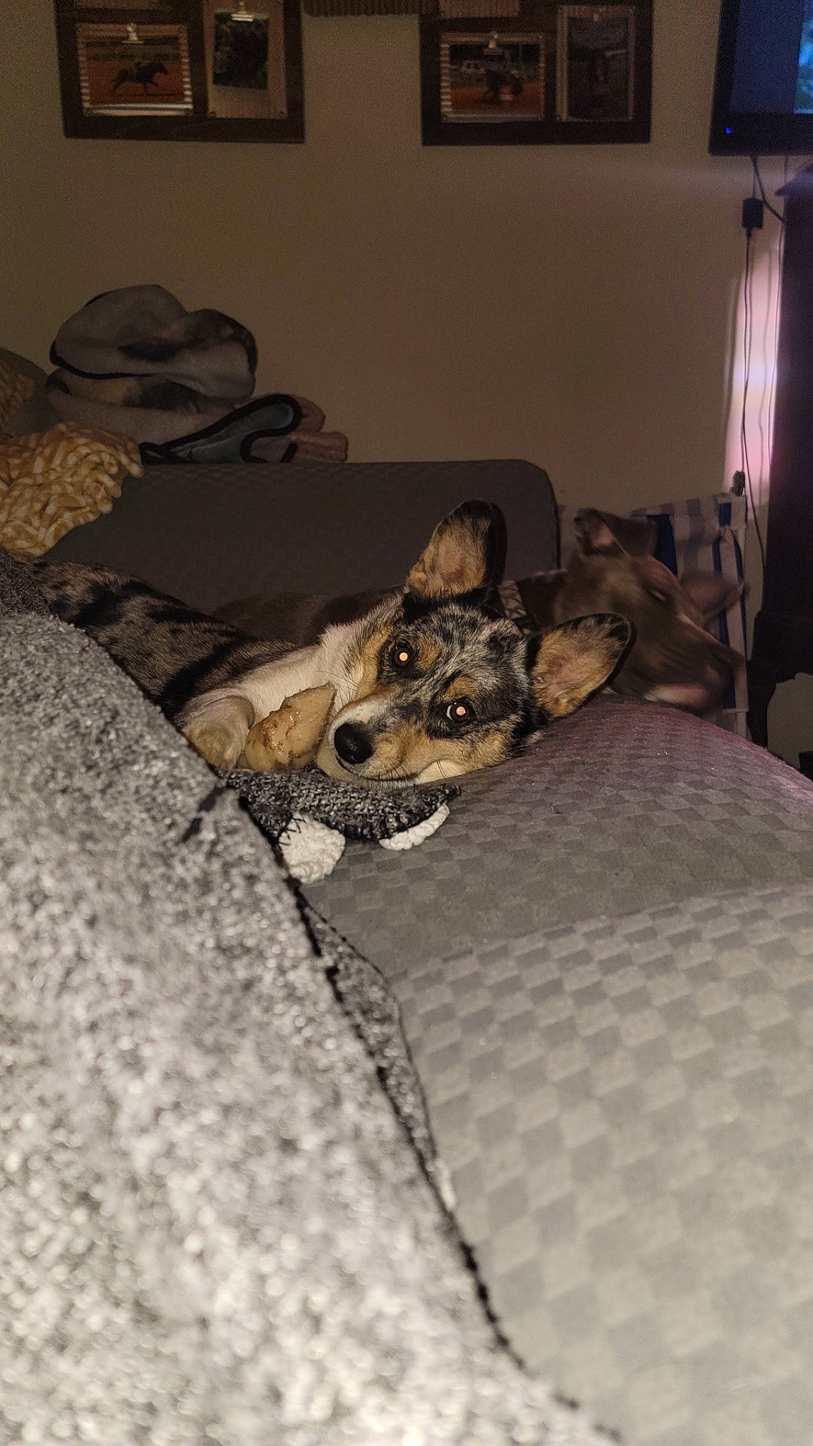 Harley is registered to the contest to win money with this photo: bed, bed_sheet, bedding, carnivore, comfort, companion_dog, couch, dog, dog_breed, fawn, felidae, floor, flooring, grey, hardwood, linens, living_room, room, small_to_medium_sized_cats, whiskers