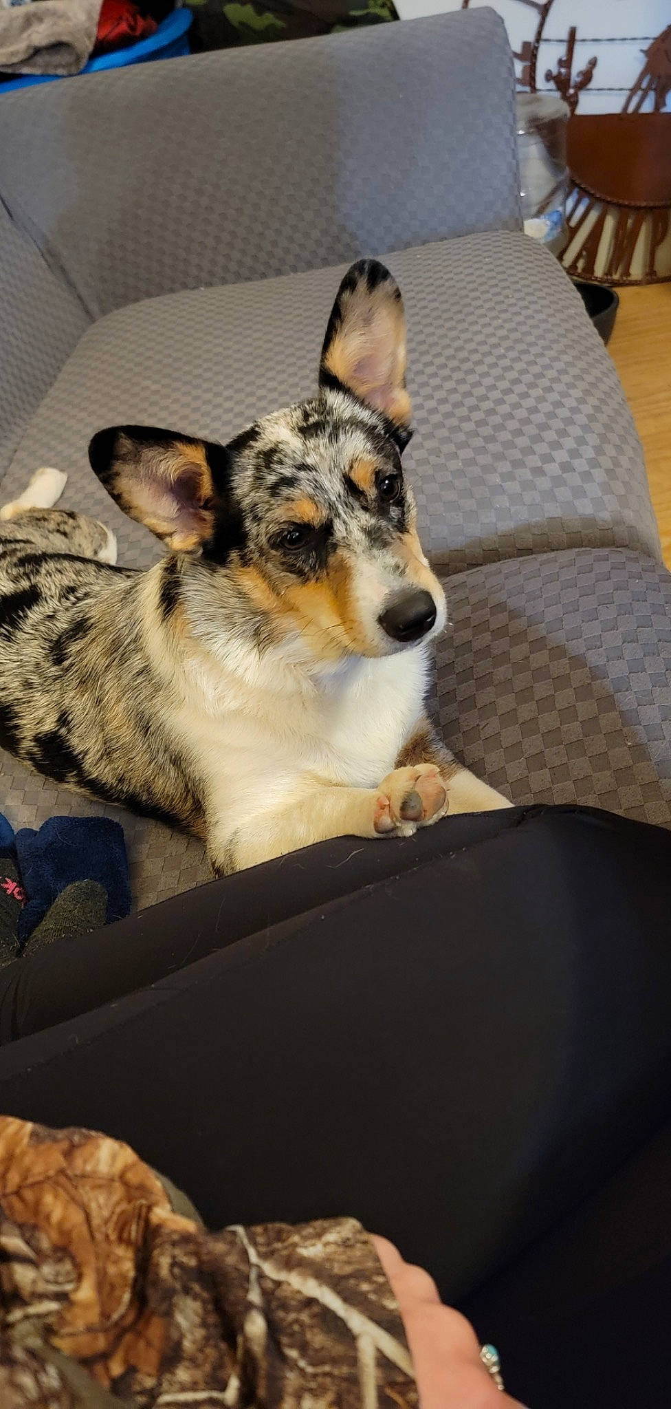 Harley joined the competition — help win amazing prizes! canidae, carnivore, comfort, companion_dog, couch, dog, dog_breed, fur, herding_dog, koolie, linens, paw, room, small_to_medium_sized_cats, snout, terrestrial_animal, texas_heeler, whiskers, wildlife, working_dog