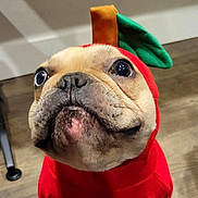 Gresham is registered to the contest to win money with this photo: dog, costume, apple_costume, pet, cute, indoors, animal, face, portrait, brown_floor, curious_eyes, close_up, headgear, canine, domestic_animal, funny, red_clothing, leaf, stem, looking_up
