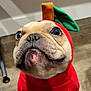 dog, costume, apple_costume, pet, cute, indoors, animal, face, portrait, brown_floor, curious_eyes, close_up, headgear, canine, domestic_animal, funny, red_clothing, leaf, stem, looking_up