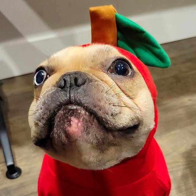 Gresham is registered to the contest to win money with this photo: dog, costume, apple_costume, pet, cute, indoors, animal, face, portrait, brown_floor, curious_eyes, close_up, headgear, canine, domestic_animal, funny, red_clothing, leaf, stem, looking_up