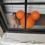 Todd joined the competition — help win amazing prizes! animal, autumn, background, cat, curious, cute, decor, fall, feline, glass, house, indoor, kitten, mickey_mouse_shape, orange_cat, pet, pumpkin, screen, small, window