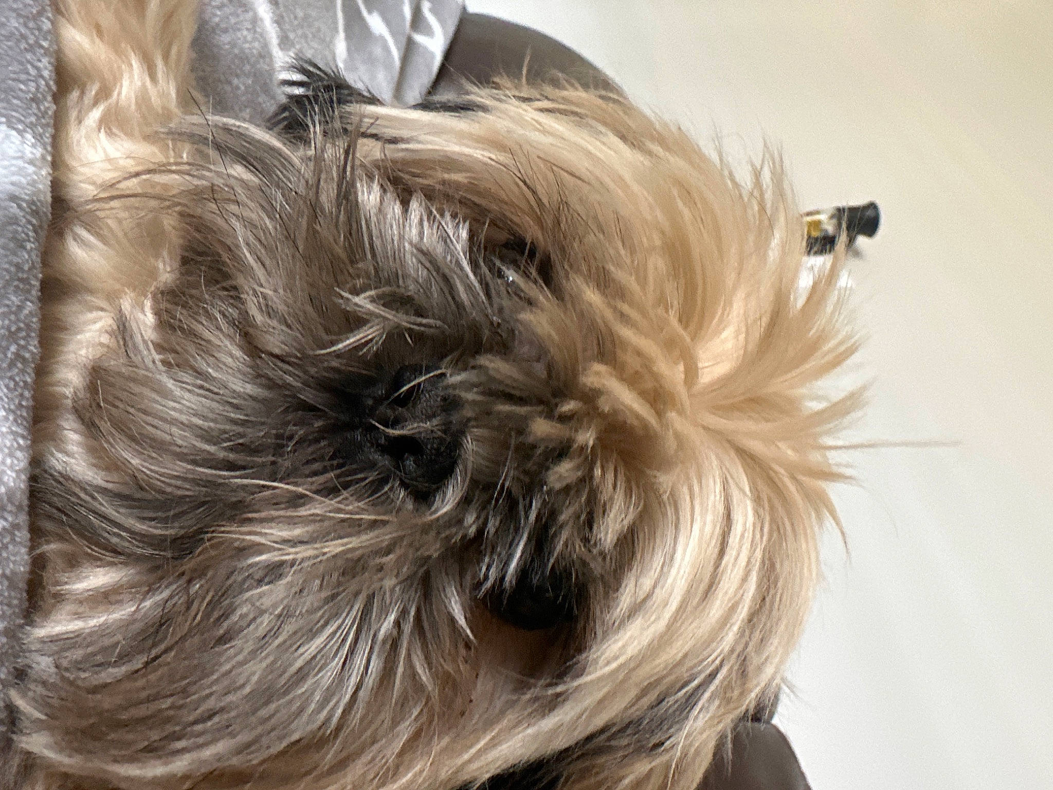 Chewy is registered to the contest to win money with this photo: blond, canidae, carnivore, companion_dog, dog, dog_breed, dog_supply, ear, eyelash, fashion_accessory, fawn, fur, liver, small_terrier, snout, sporting_group, terrier, toy_dog, whiskers, working_animal