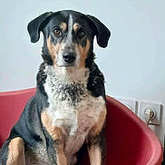 Clapton a rejoint le concours — aidez-le/la à gagner de superbes lots ! animal, calm, canine, dog, domestic, ears, electrical_outlet, eyes, floor, fur, indoor, nose, pet, plug, portrait, quiet, red_bed, sitting, tri_color, wall