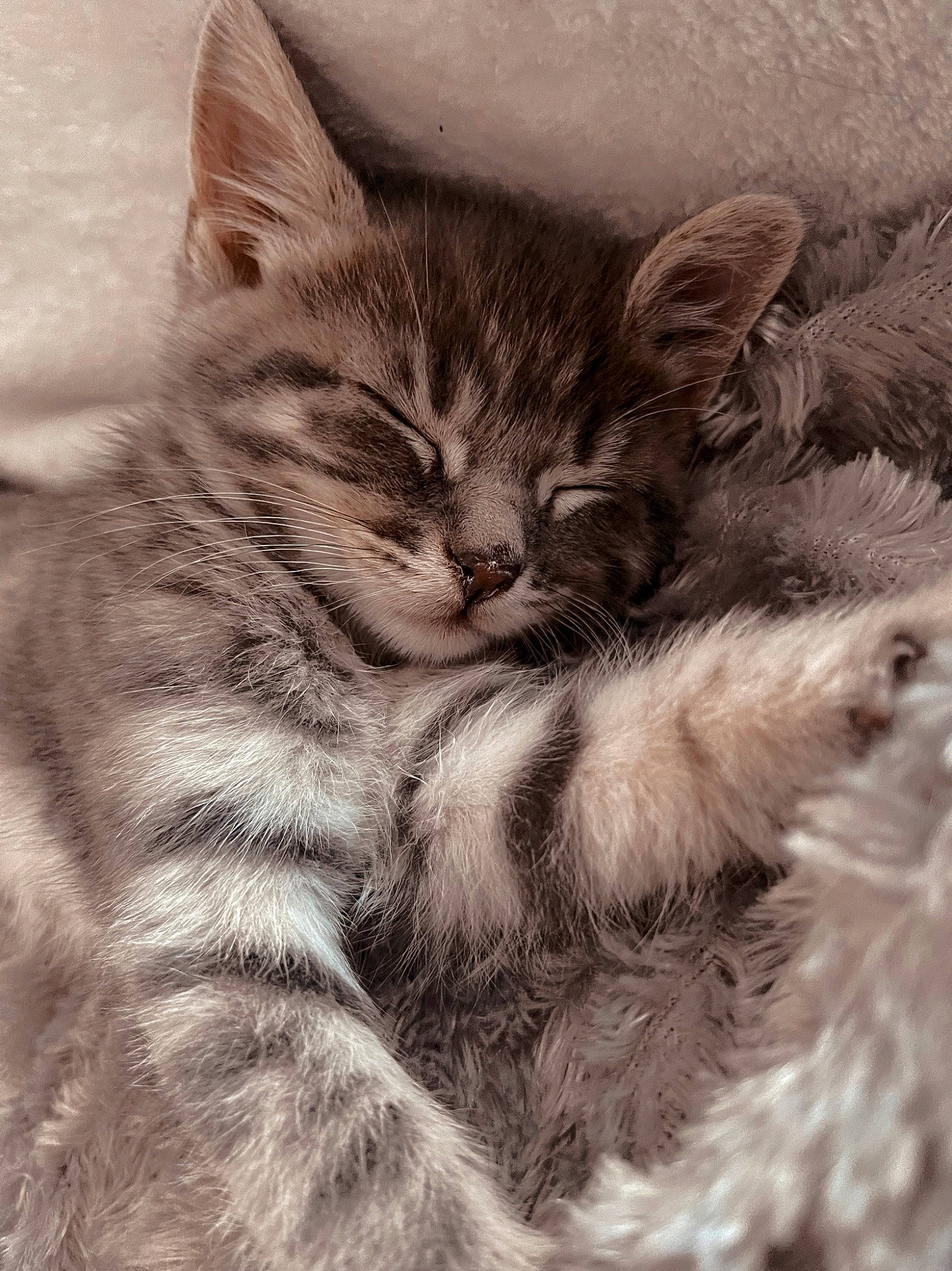 Tigger joined the competition — help win amazing prizes! carnivore, cat, claw, close_up, comfort, domestic_short_haired_cat, felidae, fur, grey, iris, monochrome, monochrome_photography, paw, photo_caption, small_to_medium_sized_cats, snout, tail, terrestrial_animal, whiskers, wildlife