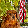 american_flag, animal, background, calm, close_up, daylight, dog, domestic_animal, fence, fur, garden, golden_brown, greenery, leaves, nature, outdoor, pet, portrait, relaxed, sunlight