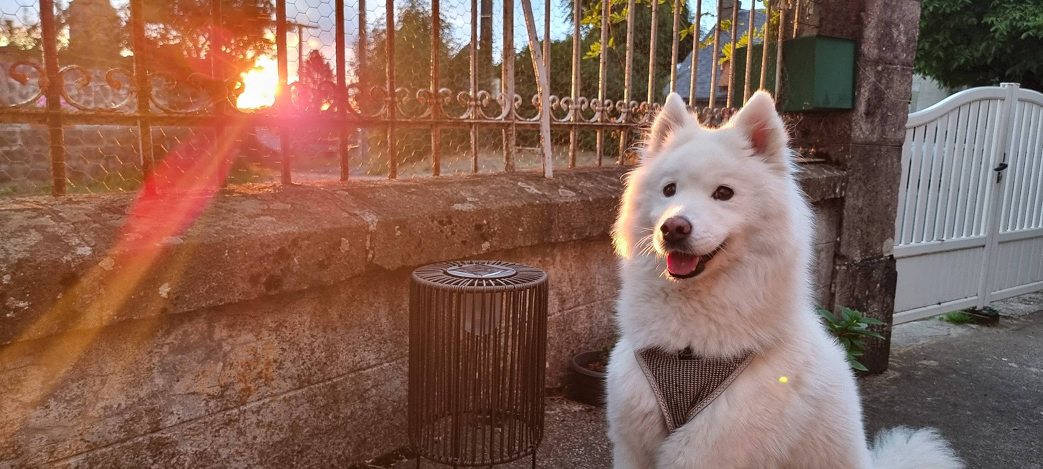 Kuma a rejoint le concours — aidez-le/la à gagner de superbes lots ! barrel, canidae, carnivore, companion_dog, dog, dog_breed, event, fence, fur, indian_spitz, japanese_spitz, plant, snout, spitz, sporting_group, tree, waste_container, waste_containment, wood, working_animal
