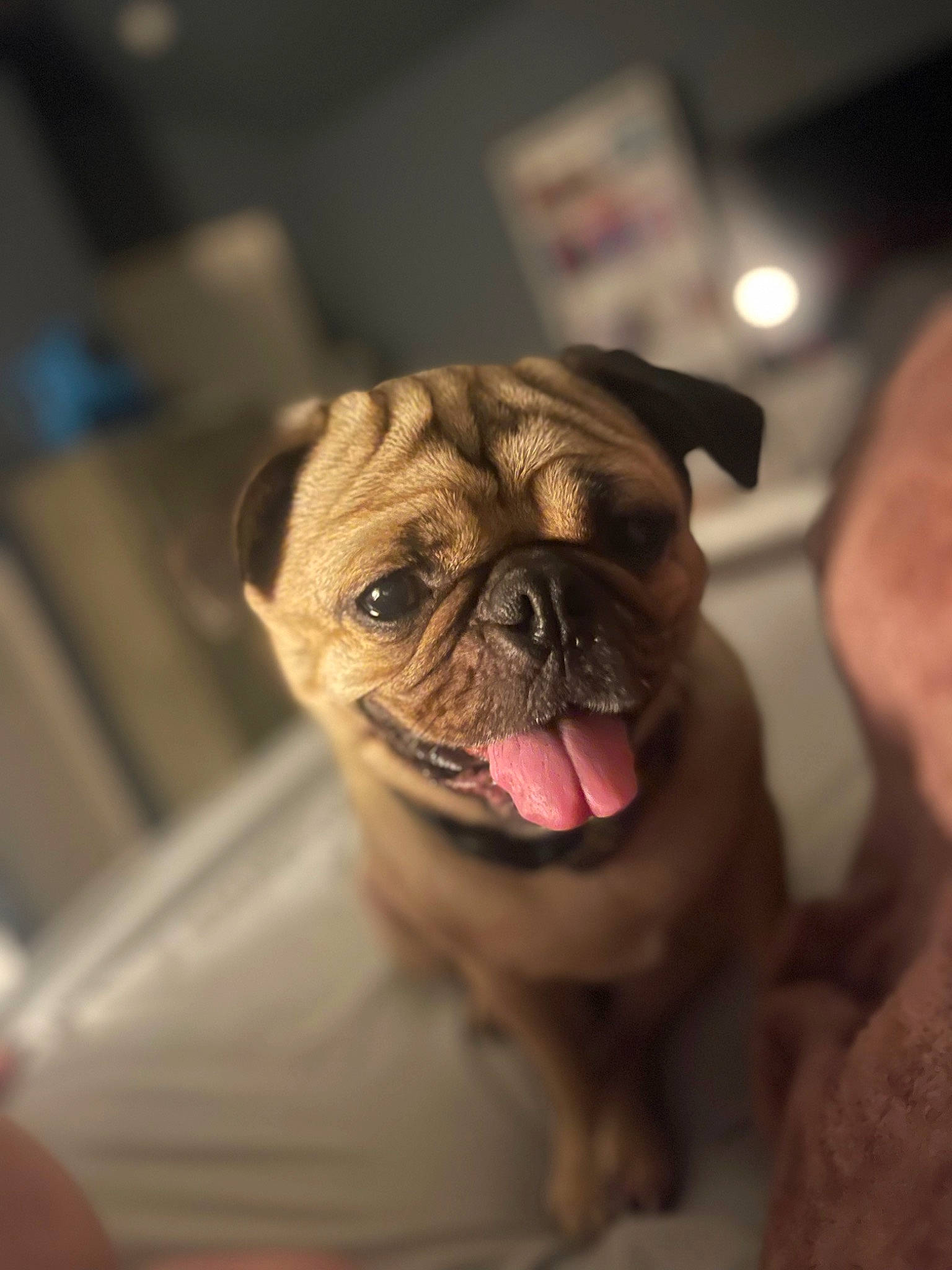 Linc joined the competition — help win amazing prizes! ancient_dog_breeds, bulldog, canidae, carnivore, companion_dog, dog, dog_breed, ear, fawn, fur, non_sporting_group, pug, snout, sporting_group, terrestrial_animal, toy_dog, whiskers, working_animal, wrinkle