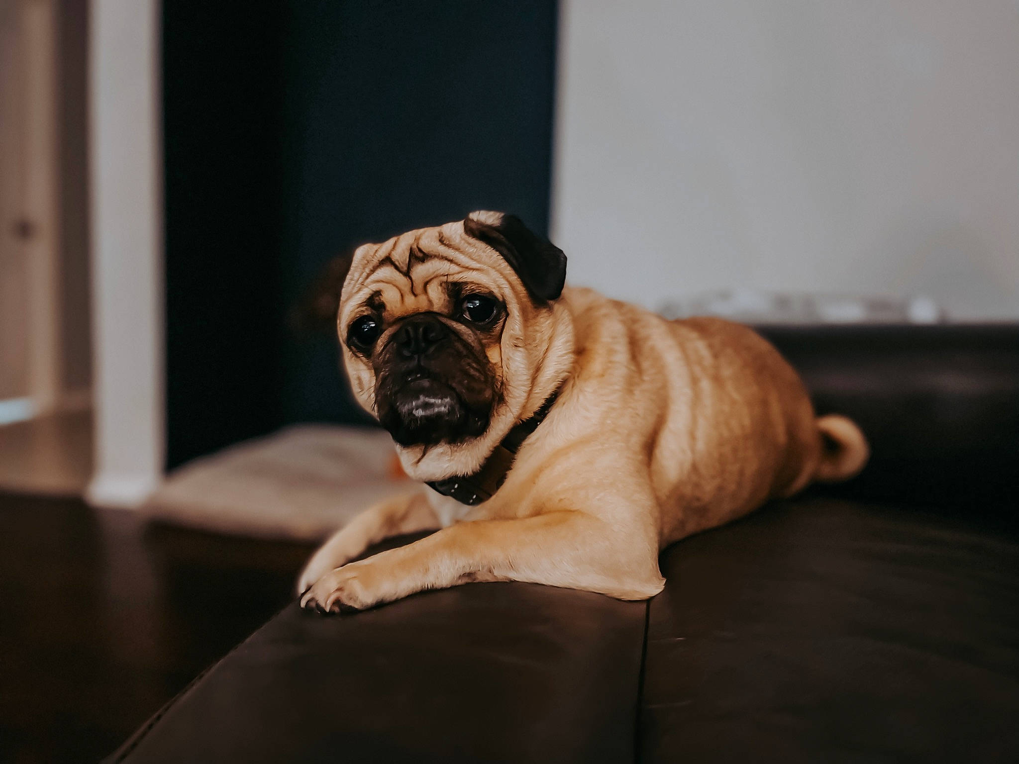 Linc is registered to the contest to win money with this photo: canidae, carnivore, comfort, companion_dog, dog, dog_breed, fawn, floor, flooring, hardwood, non_sporting_group, paw, pug, snout, sporting_group, terrestrial_animal, toy_dog, wood, wrinkle