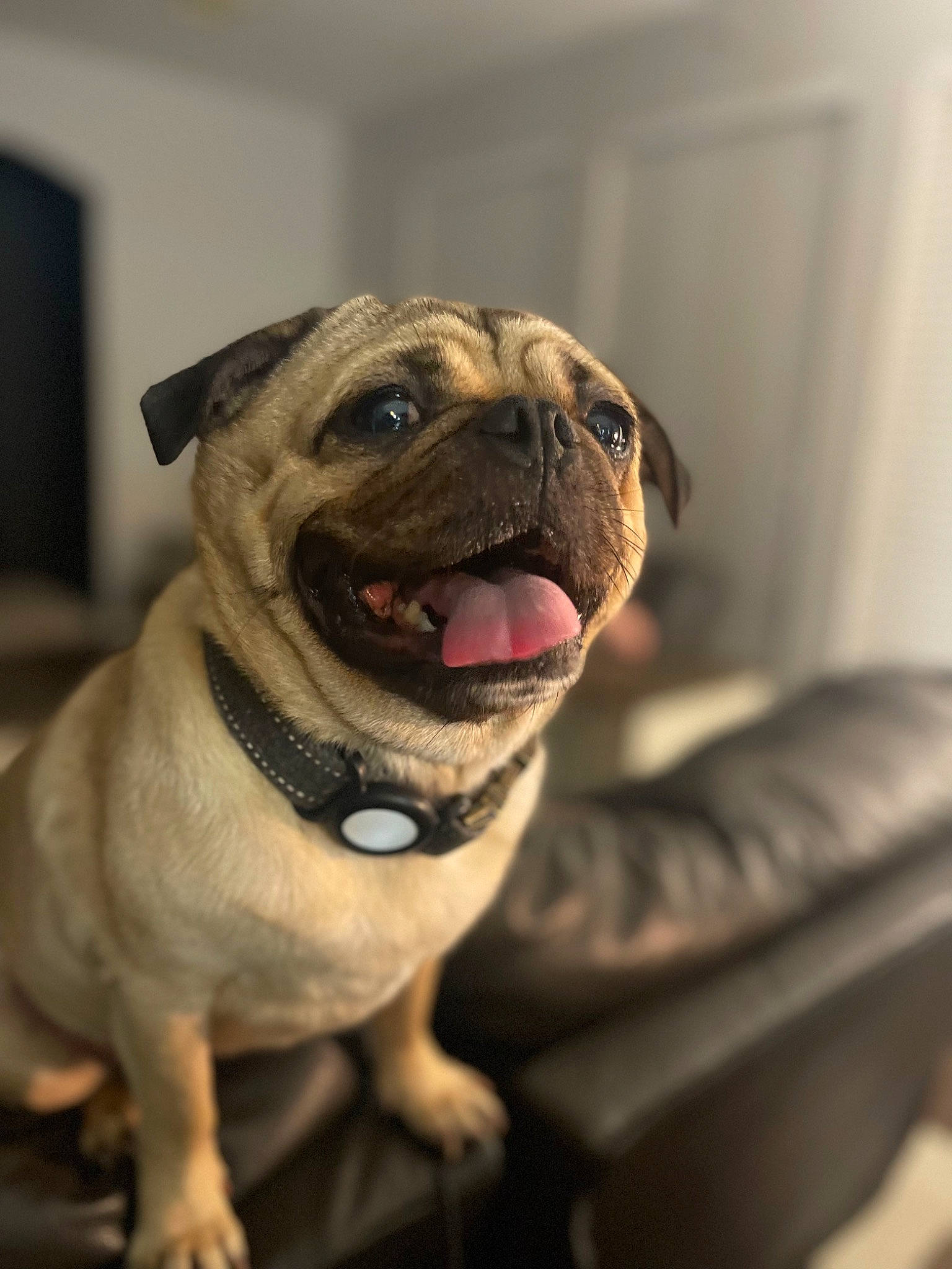 Linc joined the competition — help win amazing prizes! ancient_dog_breeds, canidae, carnivore, collar, companion_dog, dog, dog_breed, dog_collar, fawn, fur, non_sporting_group, pug, snout, sporting_group, terrestrial_animal, toy_dog, whiskers, working_animal, working_dog, wrinkle